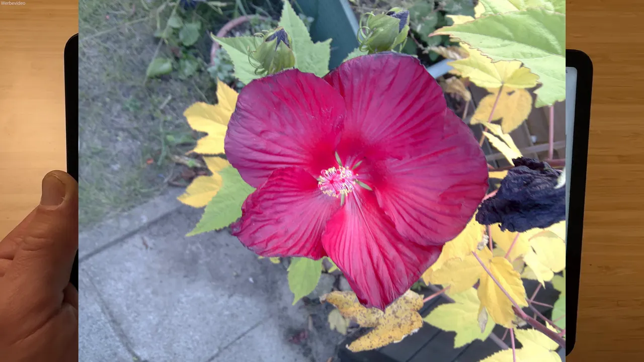 Kamerabeispiel: Pflanzenfoto aus dem Garten